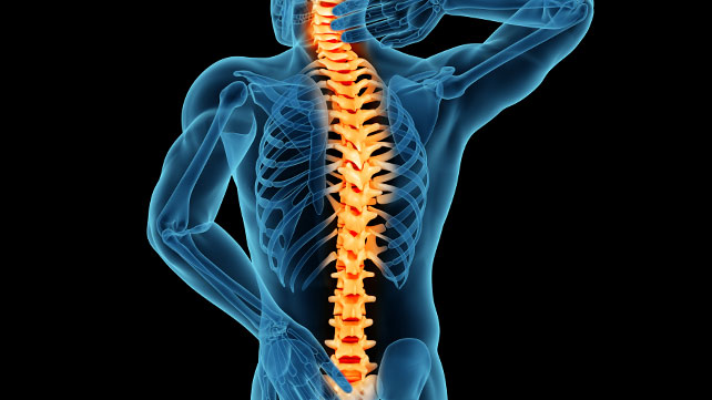 Image result for spine