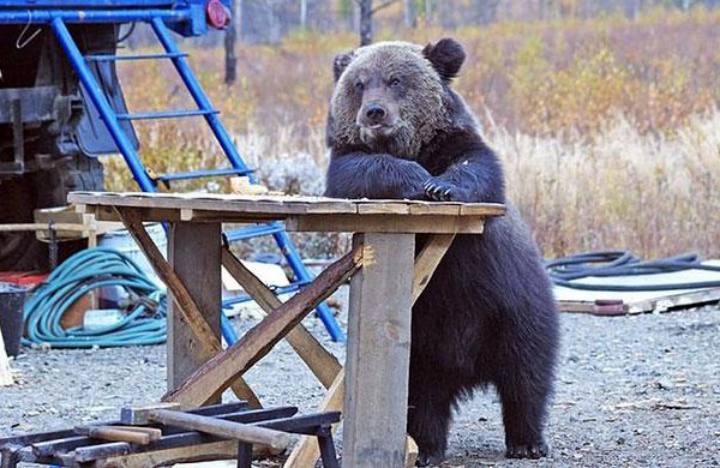 animals behaving like humans - bear waiting