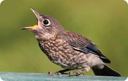 Image result for BIRD