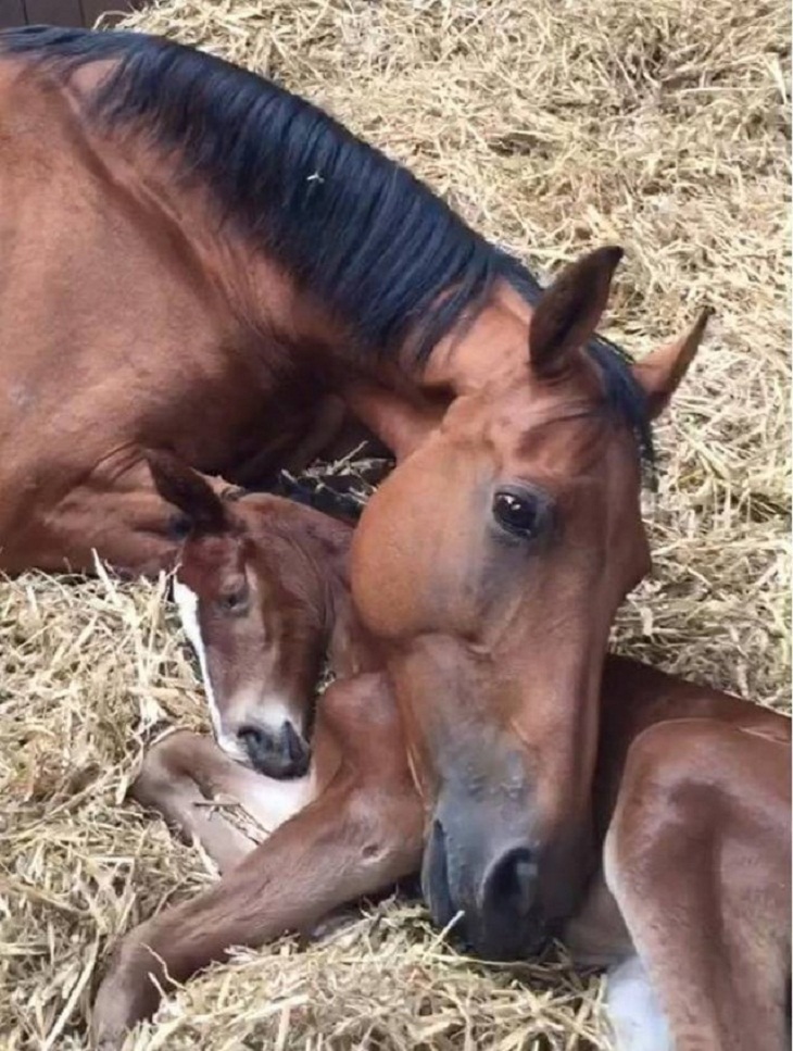 Wholesome Stories , animals, horse, baby 