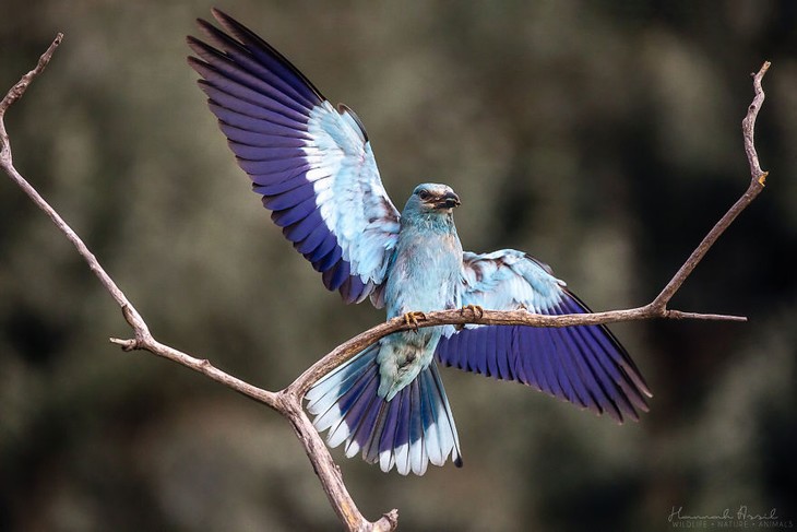 Hannah Assil bird photos The Rising Star