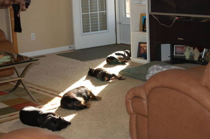 Animals Basking in the Sun, dogs