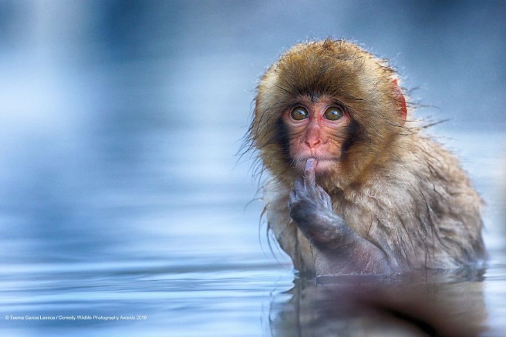Funny Animal Pictures, monkey 