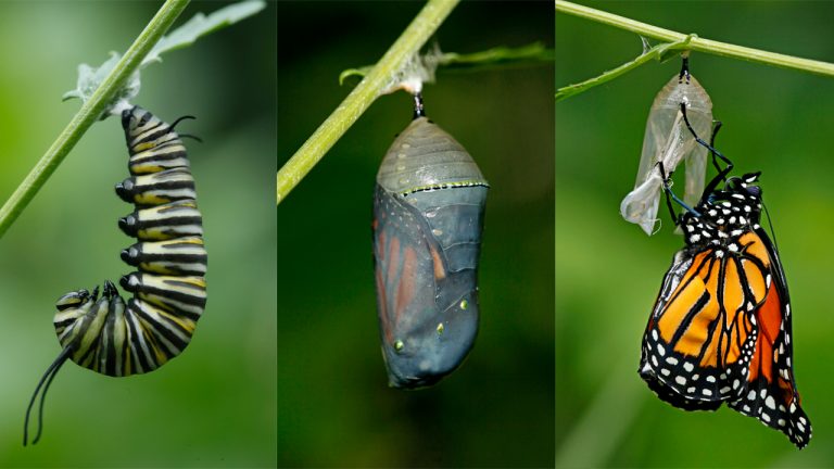 Photographer fulfils half-a-century old dream to documents magical  metamorphosis moments of a monarch caterpillar turning into a butterfly