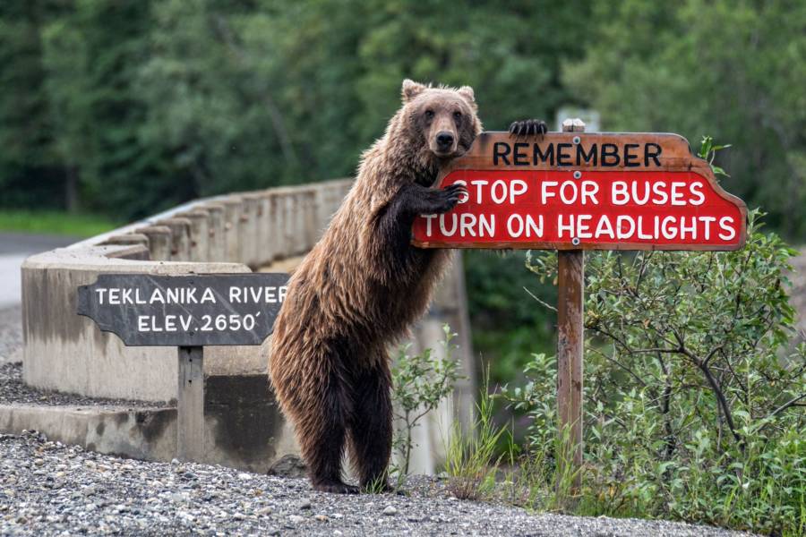 Bear Leaning On Sign