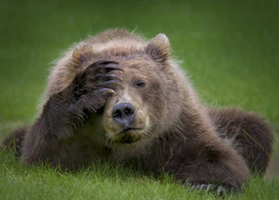 Bear Who's Over It