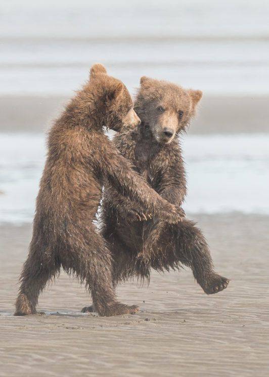 Bears Tangoing Together