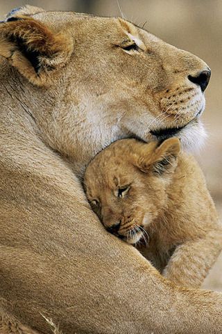10 Adorable Animals and Their Mothers - Lovepop
