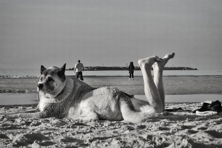 Street Photographer Captures Entertaining Moments dog