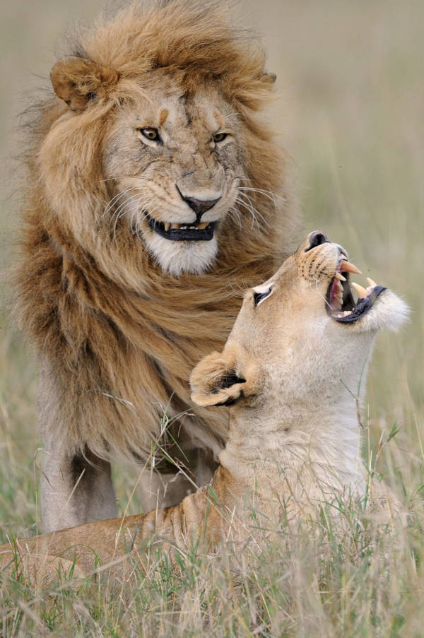 Lions Laughing