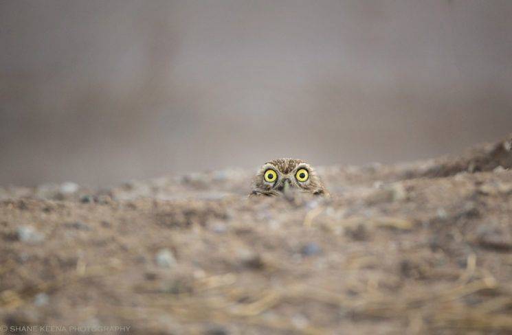 Owl Looking Over Mound
