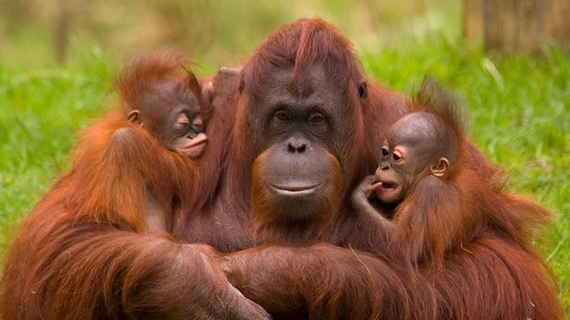 BBC - Earth - Amazing mothers of the animal kingdom