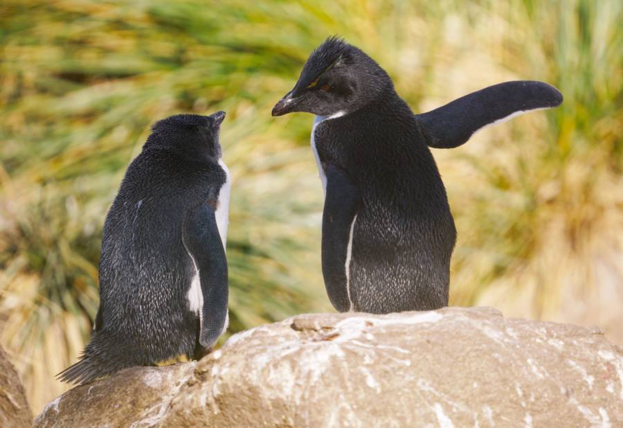 Penguin Pointing