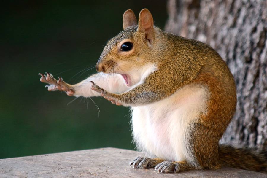 Squirrel Hands Up